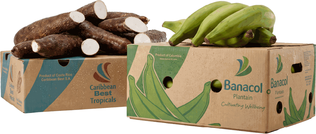 Programas frescos por contenedor — yuca encerada en caja y plátano verde de exportación