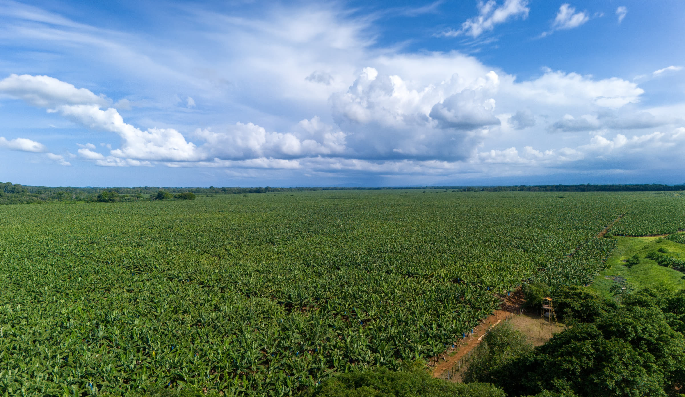 Vista aérea de una extensa plantación en el origen en América Latina bajo un cielo abierto