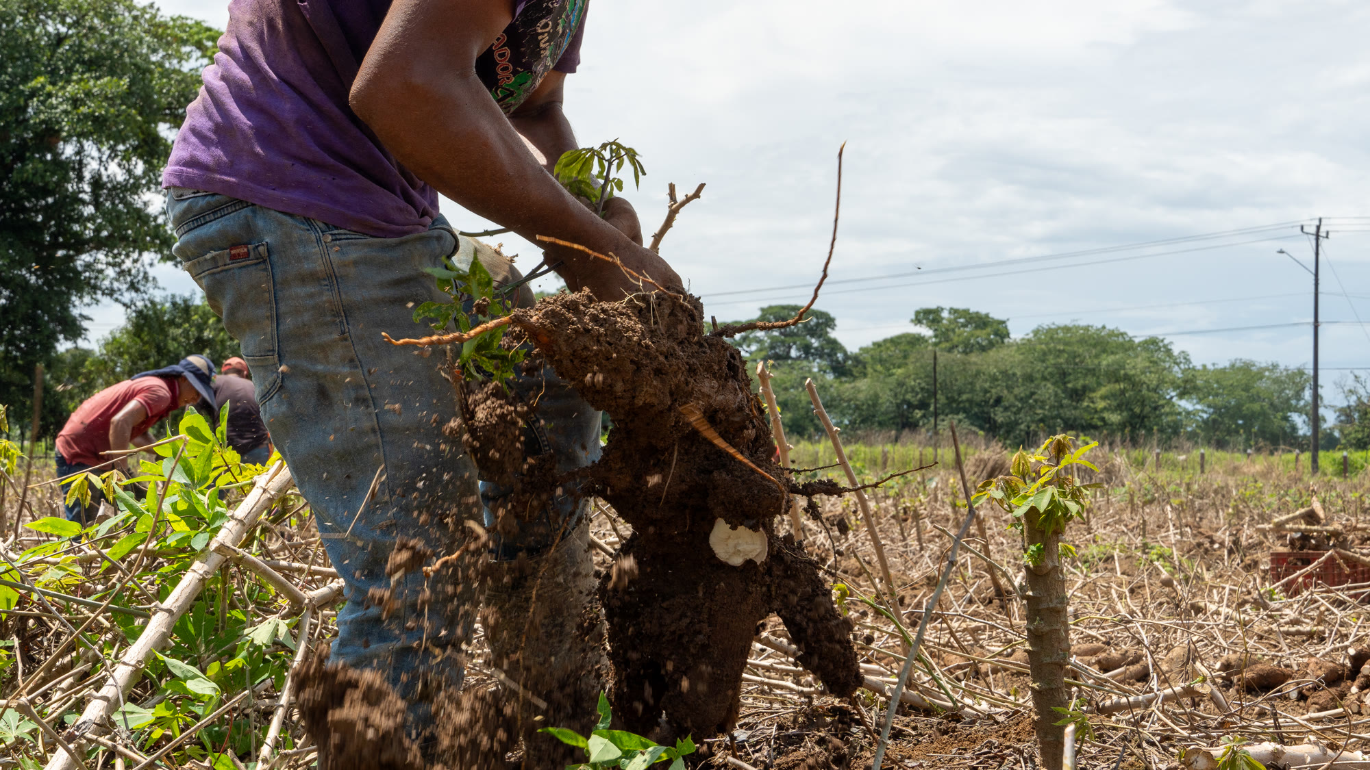 Trabajador agrícola sacando de la tierra una raíz de yuca recién cosechada en el origen